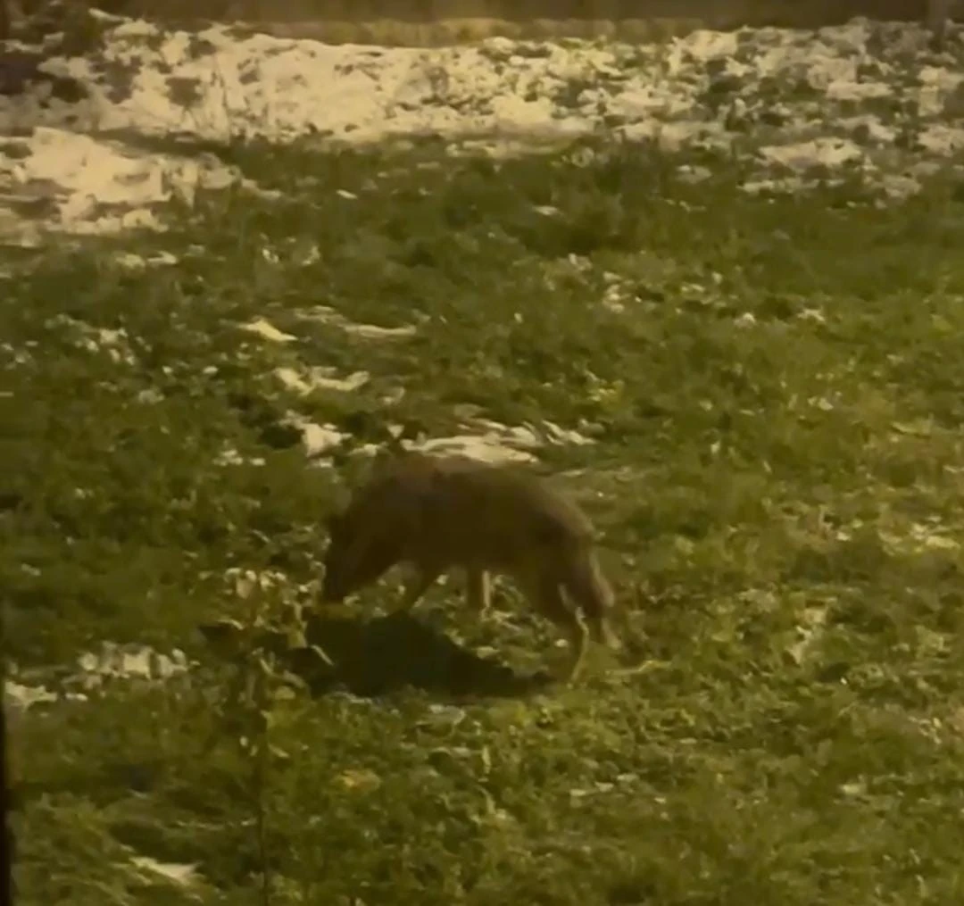 Ankara’da akşam saatlerinde yaşanan ilginç olay, vatandaşların dikkatini çekti. Başkentin