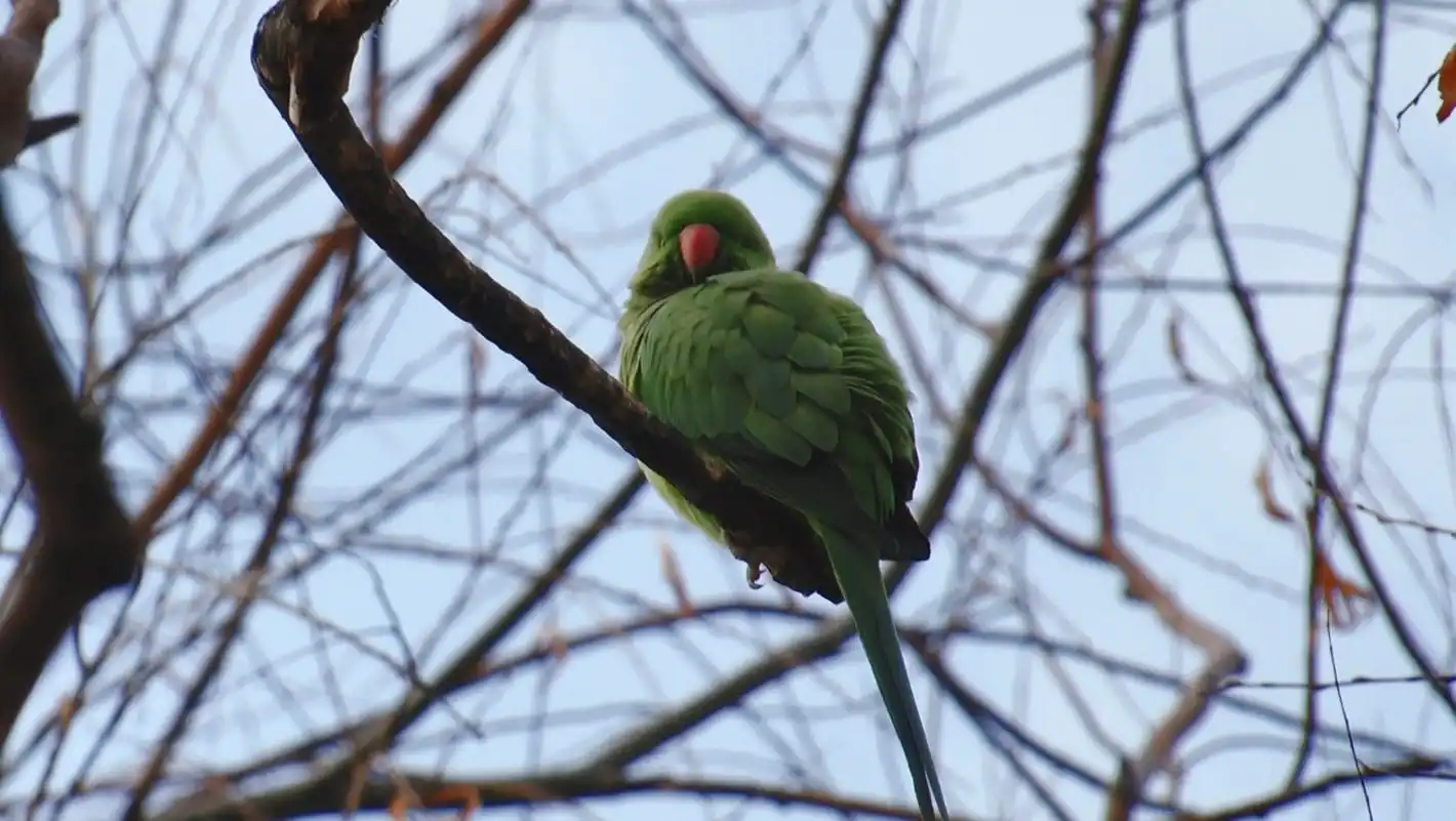 Ankara’nın parklarında görülen yeşil papağanlar, şehir ısısı ve fırsatçı beslenme