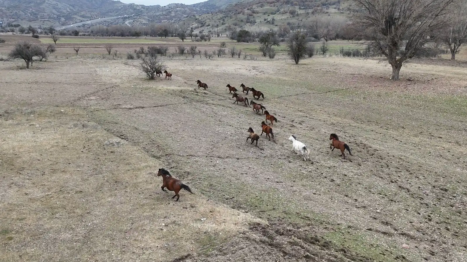 Ankara’nın Çamlıdere ilçesinde yaşayan yılkı atları havadan görüntülendi. Drone çekimleri,