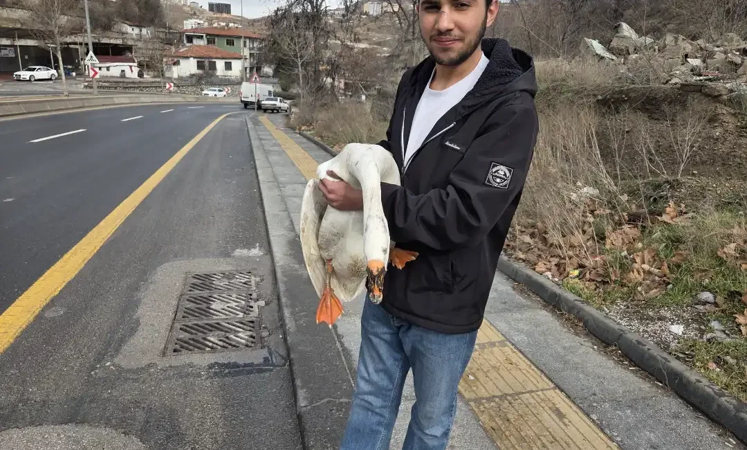 Ankara Elmadağ’da bir çiftlikten kaçan kaz, Ankara–Samsun karayoluna çıkarak trafiğin