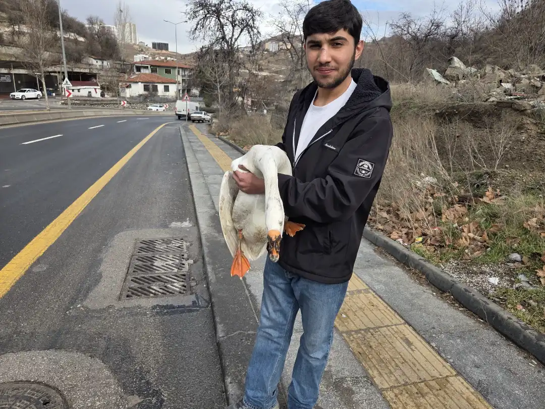 Ankara Elmadağ’da bir çiftlikten kaçan kaz, Ankara–Samsun karayoluna çıkarak trafiğin
