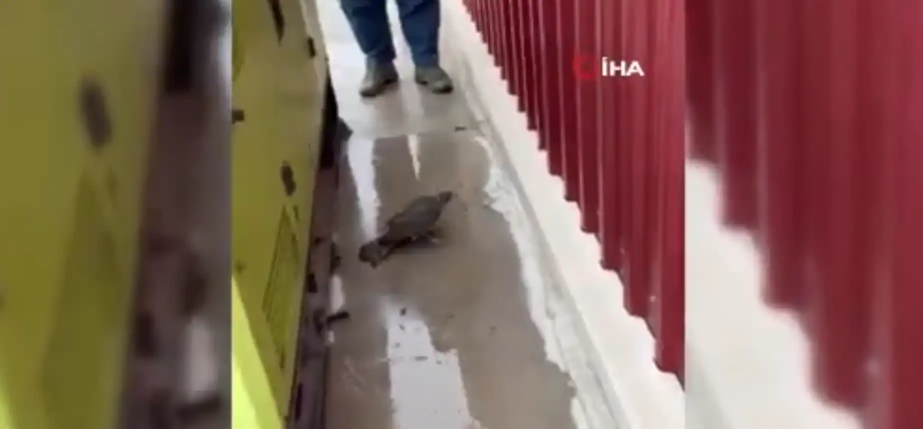 Ankara'nın Beypazarı ilçesinde kanadı kırık halde bulunan yaralı atmaca tedavi