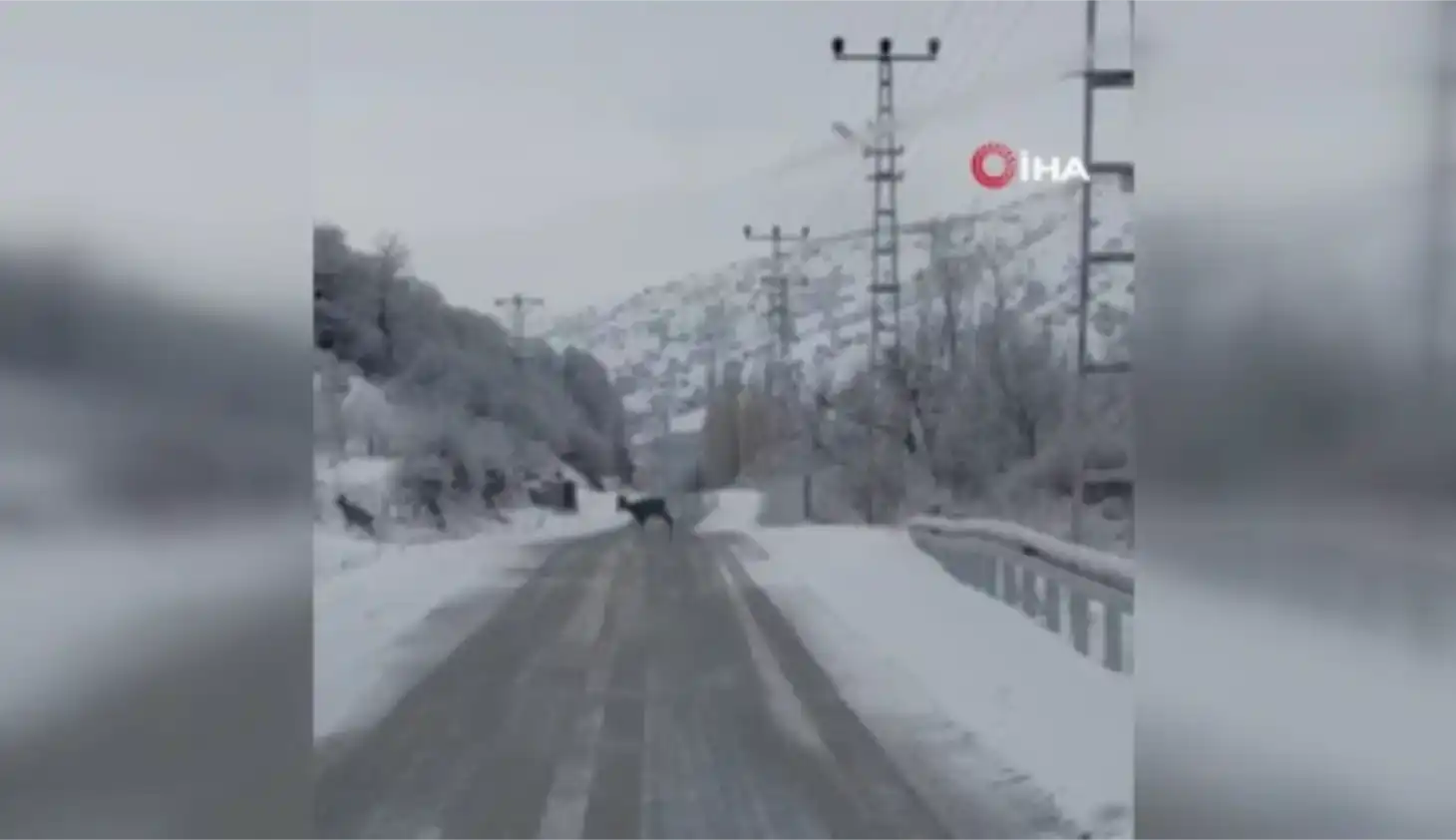 Ankara’nın Akyurt ilçesinde etkili olan kar yağışının ardından karacalar sürü