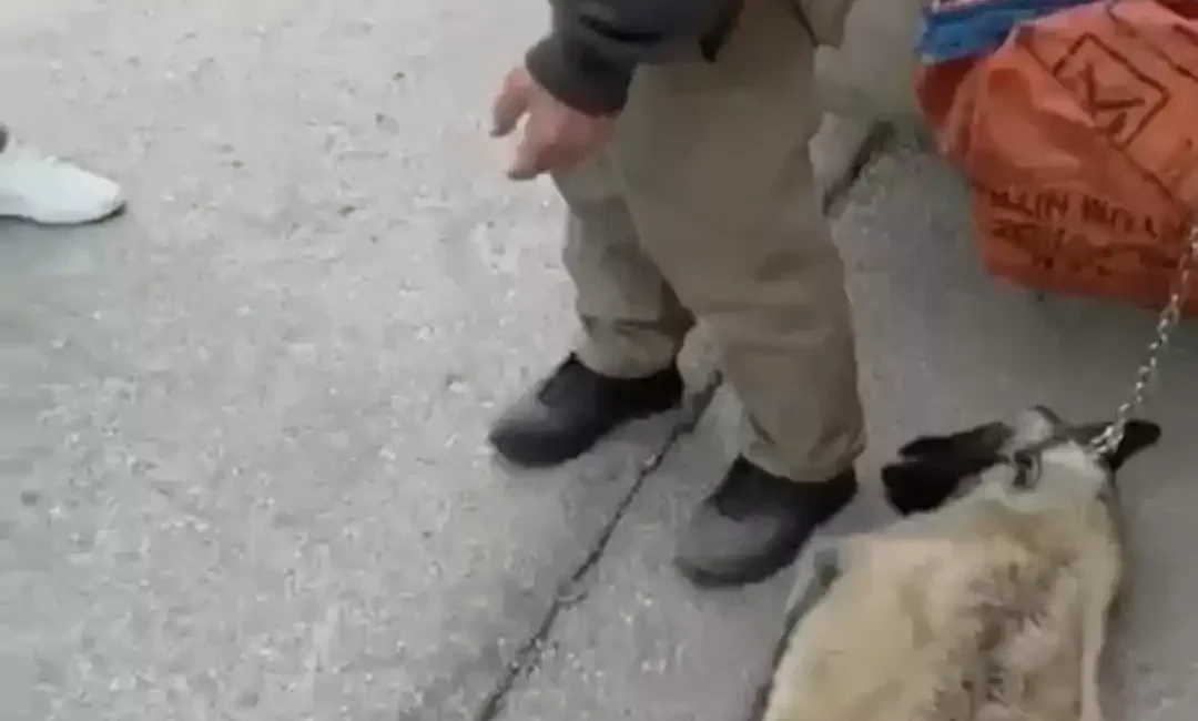 Ankara’da bir kamyonetin arkasına zincirle bağlanarak sürüklenen köpek, duyarlı vatandaşlar