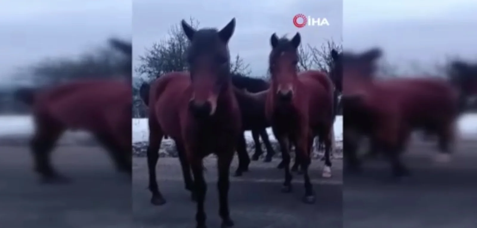 Ankara’nın Beypazarı ilçesinde, Ahlatlık Burgaz Geçidi’nde yılkı atları doğal yaşam